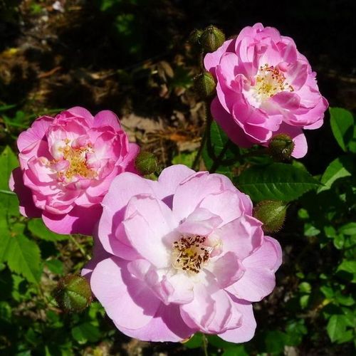 Shop - Rosa Csinszka - rosa - polyantharosen - duftlos - Márk Gergely - Die Blütezeit beginnt in der ersten Junihälfte und dauert bis zum Herbst fast ununterbrochen an. Sie ist gegen Krankheiten tolerant, verträgt die Trockenheit und ist frostbeständig. B